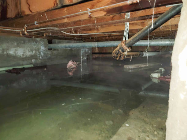 Best Mold removal after water damage  in Zephyrhills West, FL